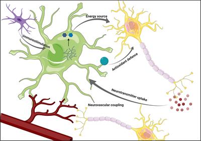 Astrocyte-Neuron Metabolic Crosstalk in Neurodegeneration: A Mitochondrial Perspective